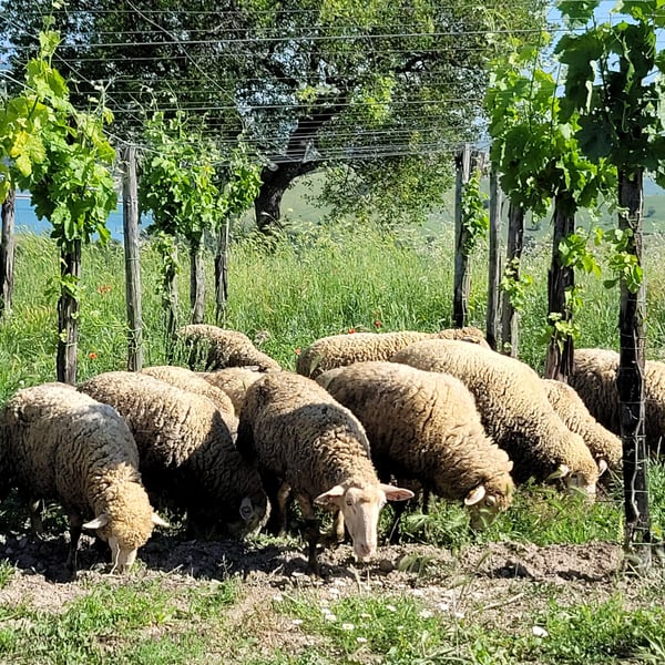 Azienda Agricola Steiger-Kalena - Giulio & Margarita Steiger