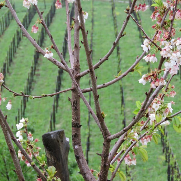Azienda Agricola Steiger-Kalena - Giulio & Margarita Steiger