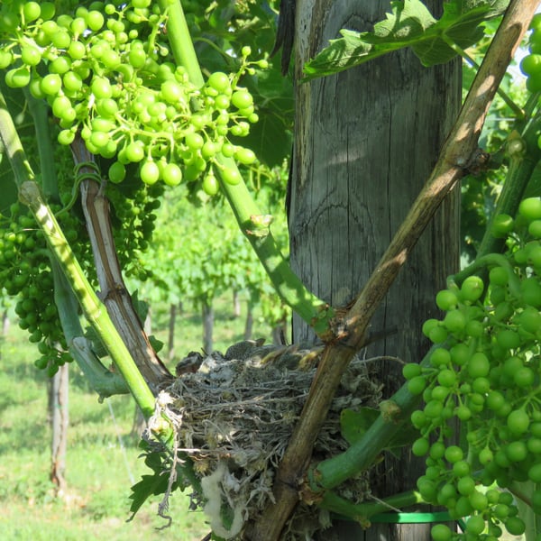 Azienda Agricola Steiger-Kalena - Giulio & Margarita Steiger