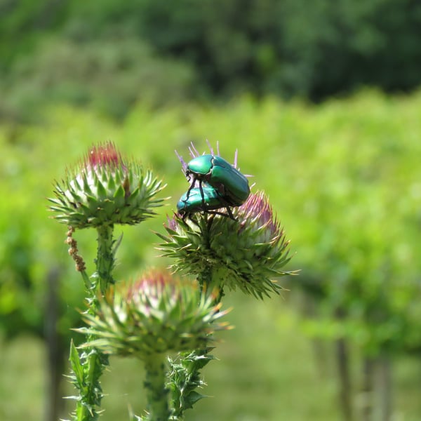 Azienda Agricola Steiger-Kalena - Giulio & Margarita Steiger