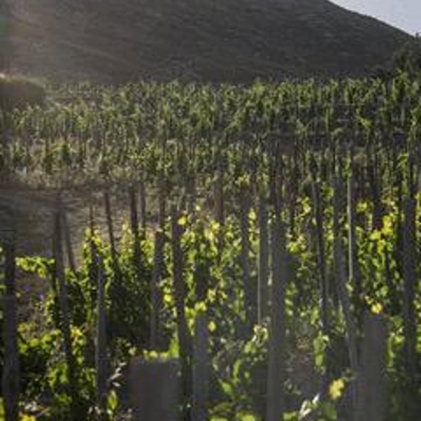 Azienda Agricola Giuseppe Cipolla - Giuseppe Cipolla