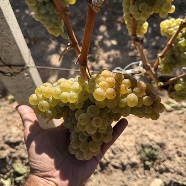 Gyurjyan Wines - Khachik Gyurjyan