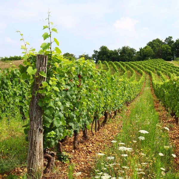 Jacques Bouchevreau Paysan Vigneron - Jacques Bouchevreau