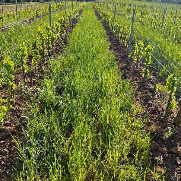 Domaine Croix-Rousse - Jean-Luc & Anne-Marie Husson