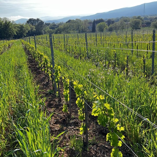 Domaine Croix-Rousse - Jean-Luc & Anne-Marie Husson
