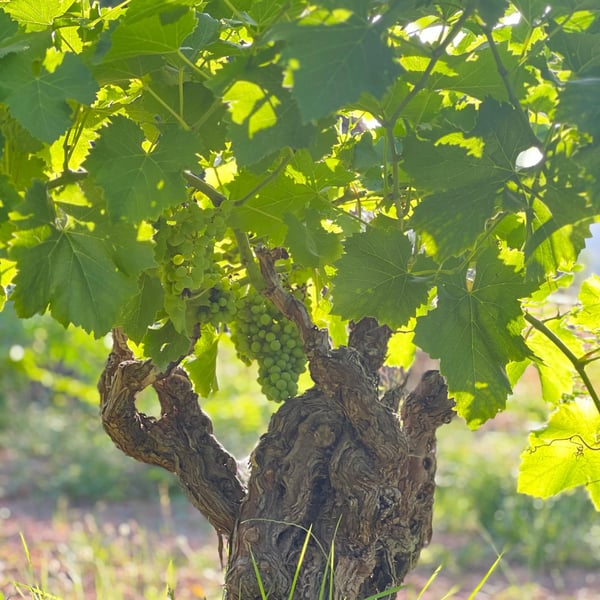 Domaine Croix-Rousse - Jean-Luc & Anne-Marie Husson