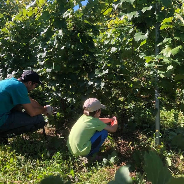 Clos sur Vivant - Jeff & Nicolas Roy