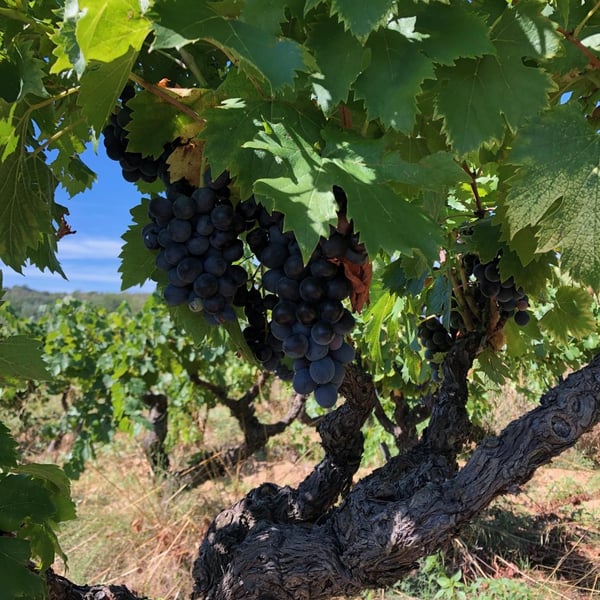 Clos des Serènes - Julien Daumas