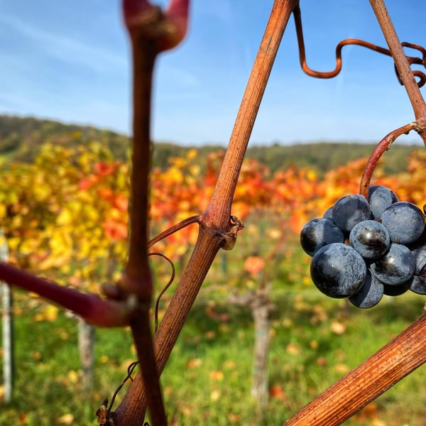 Weingut Gundolf - Katherine Gundolf & Carole Rigo