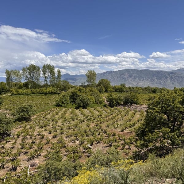 Gyurjyan Wines - Khachik Gyurjyan