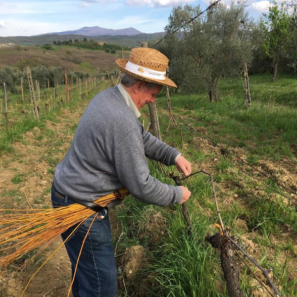 Azienda Agricola Fabiani - Luca Fabiani