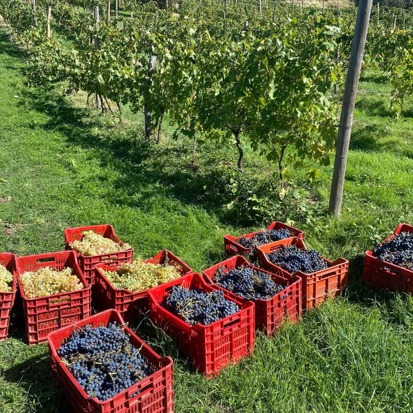 Azienda Agricola Fabiani - Luca Fabiani