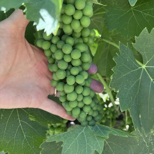 Azienda Agricola Le Verzure - Antonella Villa
