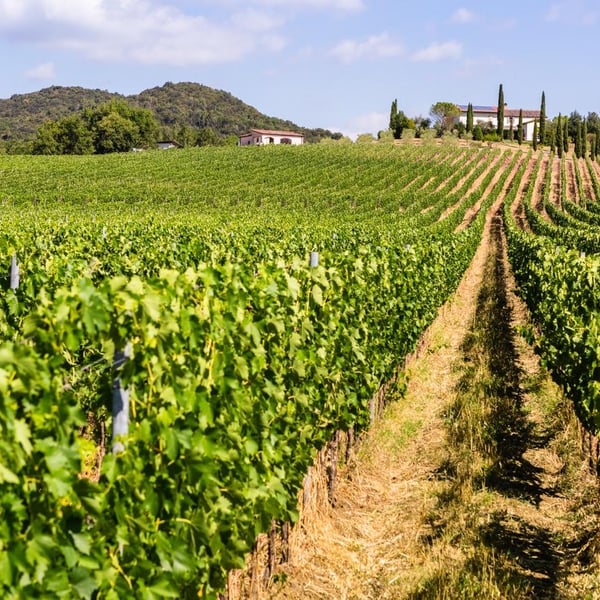 Azienda Agricola Le Verzure - Antonella Villa