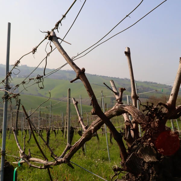 La Bandina Traditional Wines - La Bandina Traditional Wines