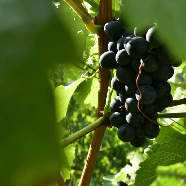 La Bandina Traditional Wines - La Bandina Traditional Wines