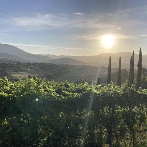 Podere Sassi - Leonardo Sassi