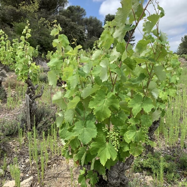 Domaine Lucas Berthuit - Lucas Berthuit
