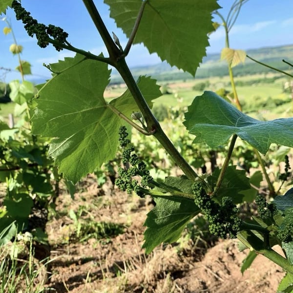 Domaine La Vigne Mouton - Margaux Calland & Valentin Richoux