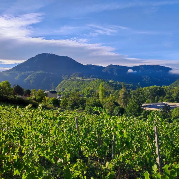 Domaine Marin Paquereau - Marin Paquereau