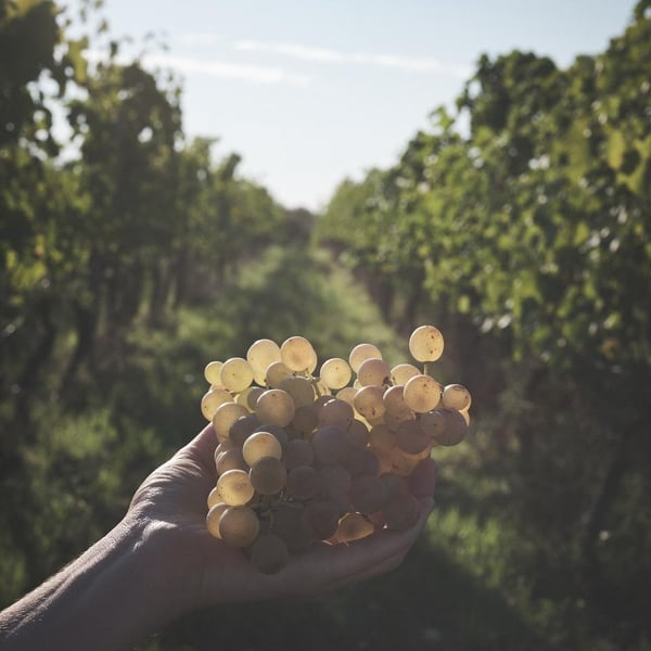 Domaine la Calmette - Maya Sallée & Nicolas Fernandez