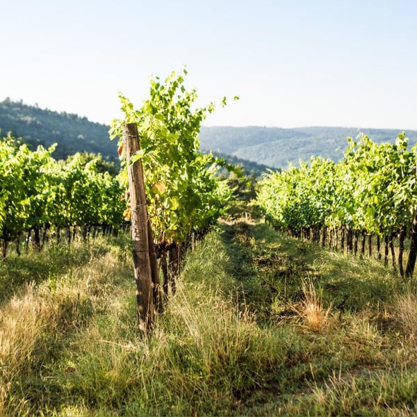 Azienda Agricola Tenuta di Spannocchia - Niccolò Merighi