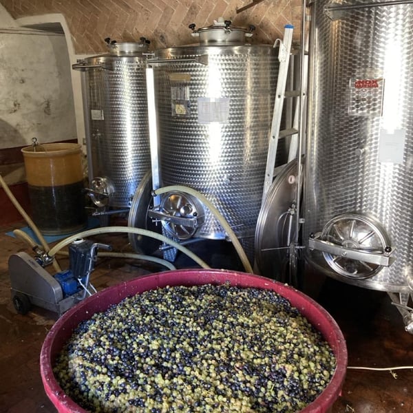 Azienda Agricola Tenuta di Spannocchia - Niccolò Merighi