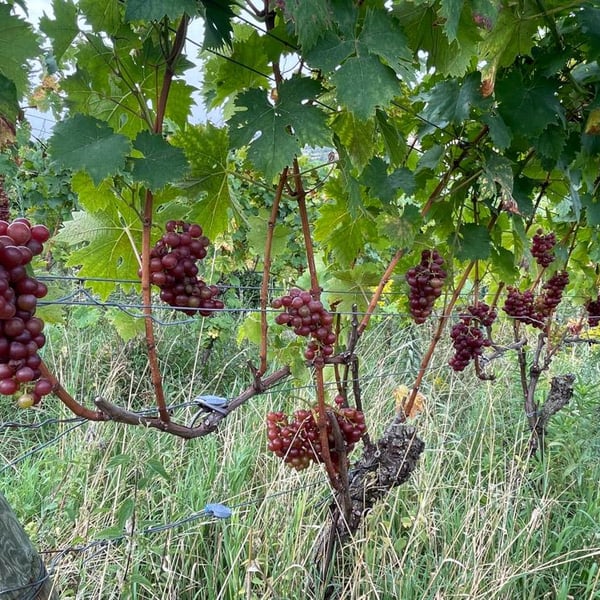 Domaine Pascal Treichler - Pascal Treichler
