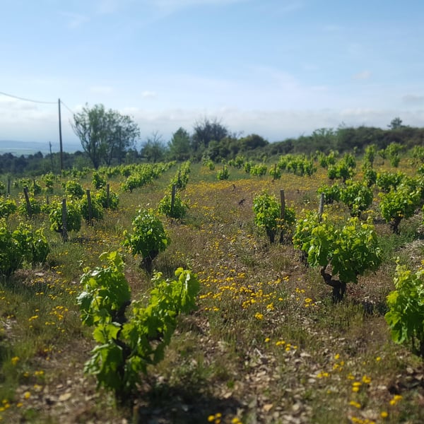 Mon jardin de vignes - Patrick Moderc