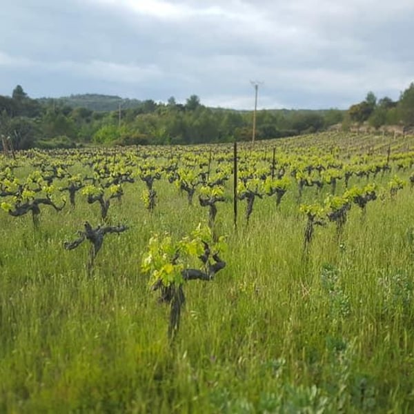 Mon jardin de vignes - Patrick Moderc