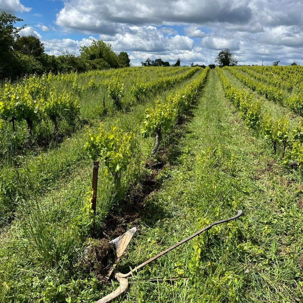Les vins de l'aventure - Ségolène Guer & Richard Vallet