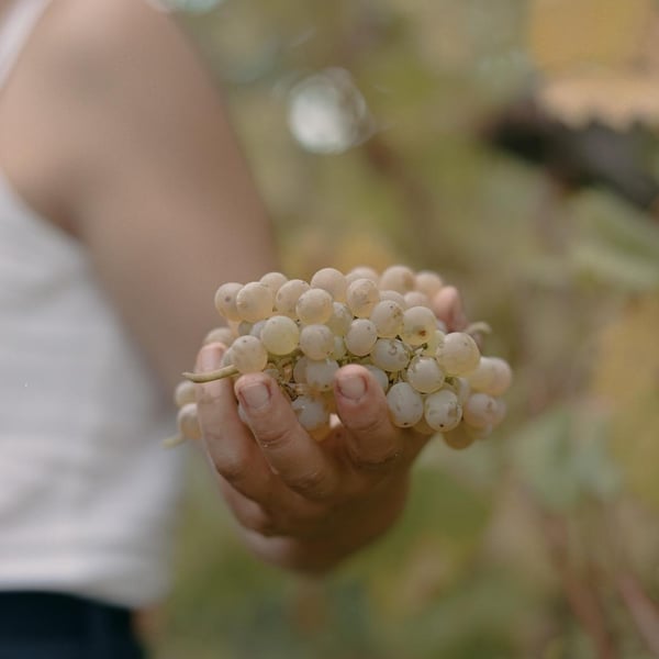 Cantina Montecorneo 570 - Federico & Sara Gallina