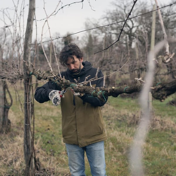 Azienda Agricola Pierasco - Sofia Casarin