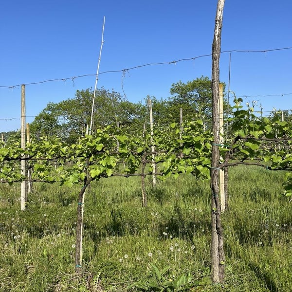 Azienda Agricola Pierasco - Sofia Casarin