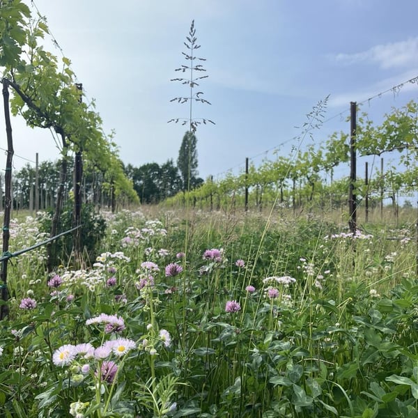 Azienda Agricola Pierasco - Sofia Casarin