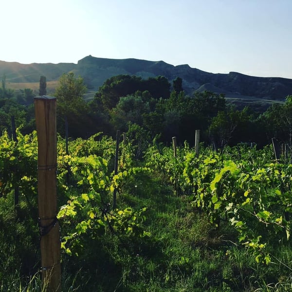 Tedzami Wines - Giorgi Malatsidze