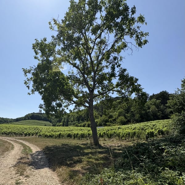 Domaine du Triptyque - Tommy Chevallier