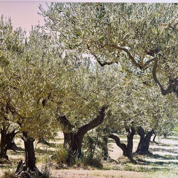 Il Salento 593560