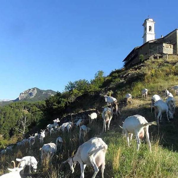 Lo Puy 442027