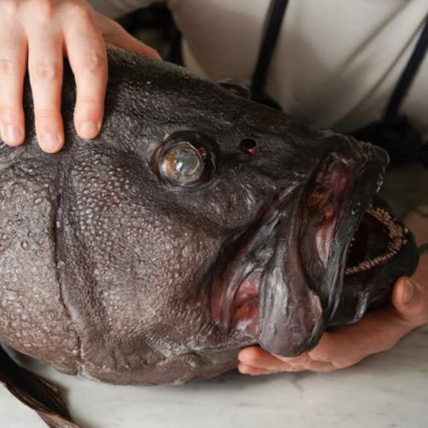 Angiò Macelleria Di Mare 704829