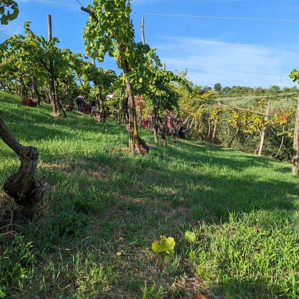 Adagio Vini - Andrea Visentini & Marcella Pizzolato