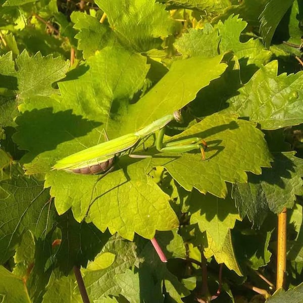 Domaine De La Futaie - Adrien Delval