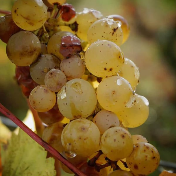 Domaine De La Futaie - Adrien Delval