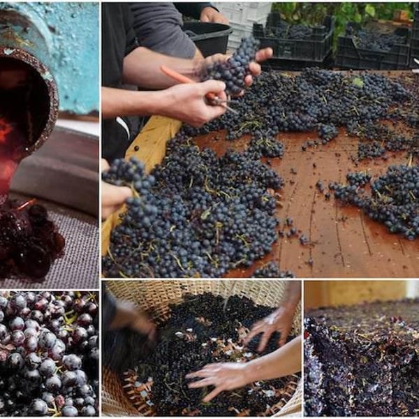 Domaine De La Futaie - Adrien Delval