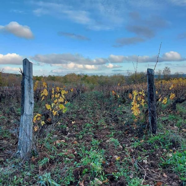 Domaine De La Futaie - Adrien Delval