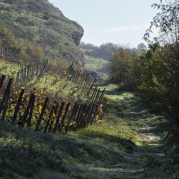 Domaine Belargus - Adrien Moreau & Ivan Massonnat