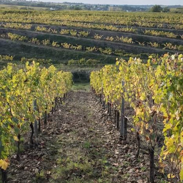 Domaine Belargus - Adrien Moreau & Ivan Massonnat