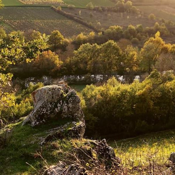Domaine Belargus - Adrien Moreau & Ivan Massonnat