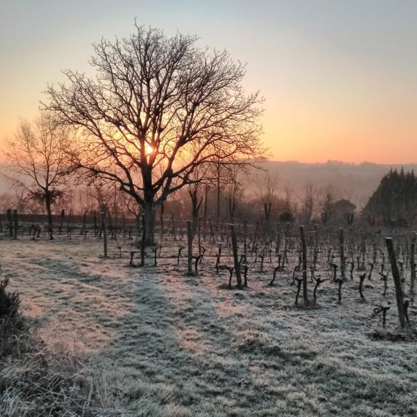 Domaine de Quissat - Agathe et Romaric Delouvrié Hardy