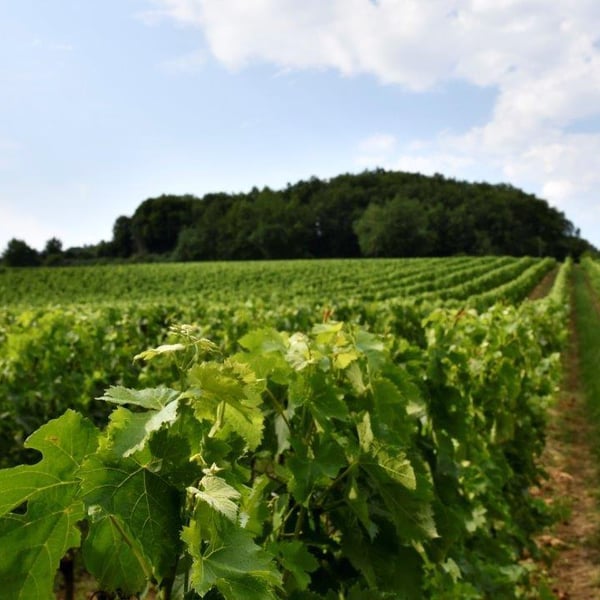 Domaine de Quissat - Agathe et Romaric Delouvrié Hardy